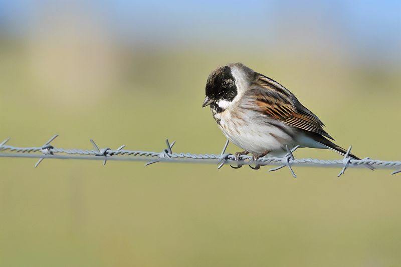 Common Reed Bunting (Emberiza schoeniclus)