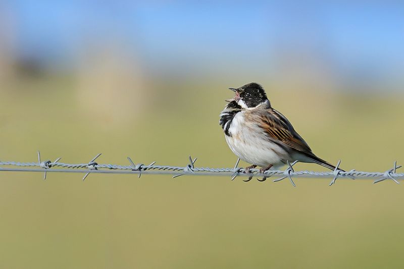 Common Reed Bunting (Emberiza schoeniclus)