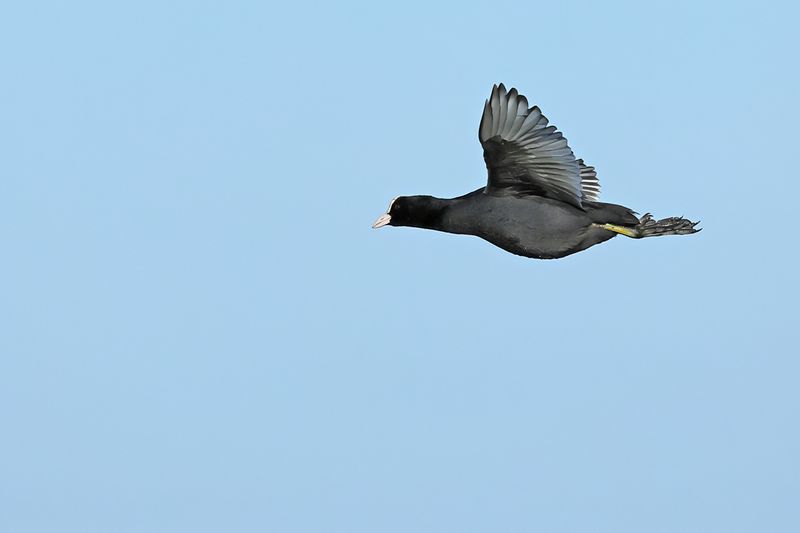 Eurasian Coot (Fulica atra) 