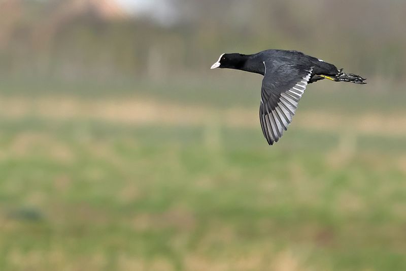 Eurasian Coot (Fulica atra) 