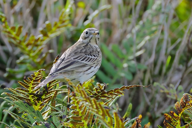 Meadow Pipit (Anthus pratensis)