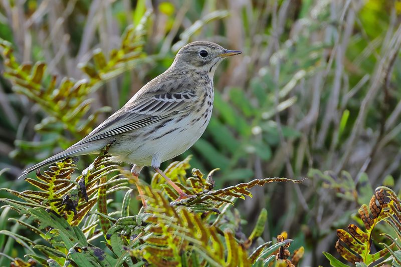 Meadow Pipit (Anthus pratensis)