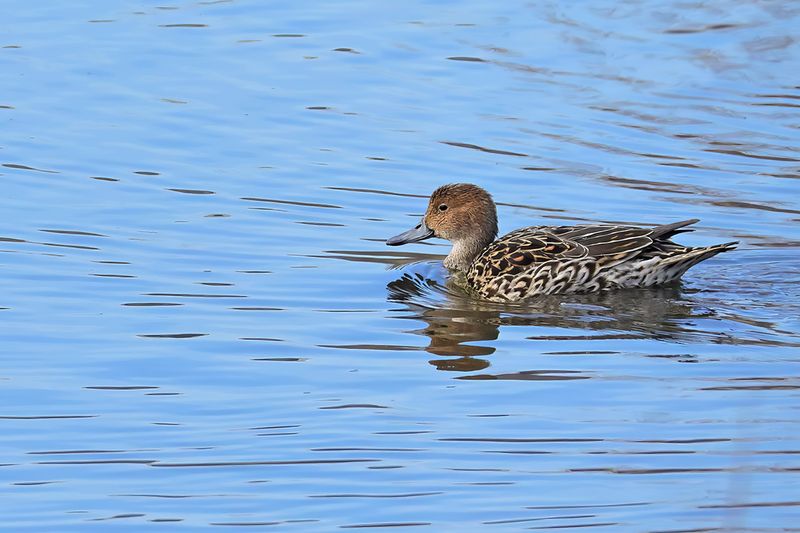 Northern Pintail (Anas acuta)