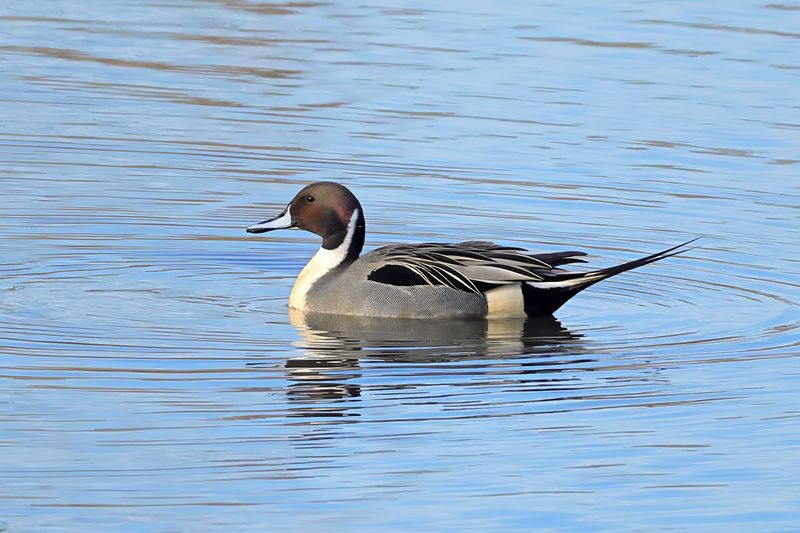 Northern Pintail (Anas acuta)