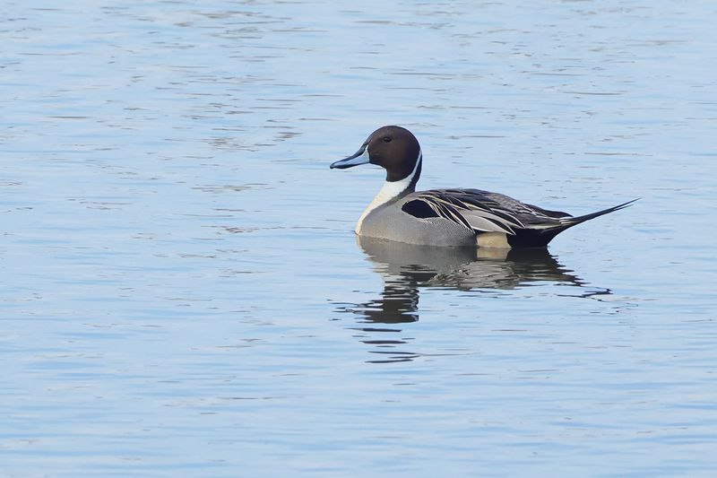 Northern Pintail (Anas acuta)