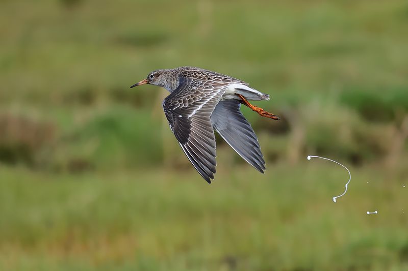 Ruff (Philomachus pugnax)