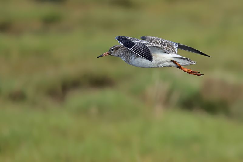 Ruff (Philomachus pugnax)