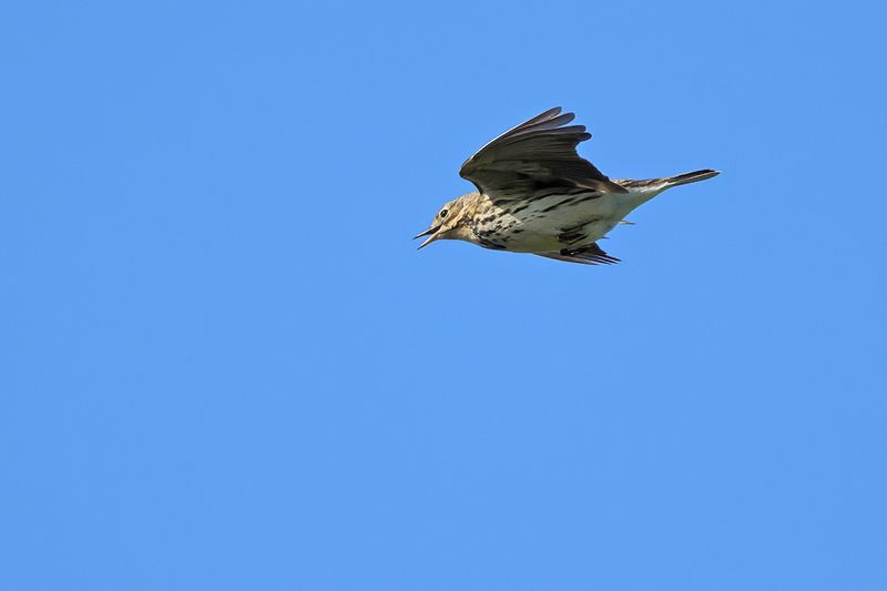 Meadow Pipit (Anthus pratensis)
