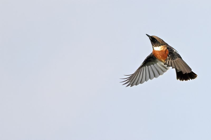 European Stonechat (Saxicola rubicola)
