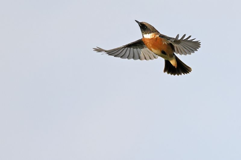 European Stonechat (Saxicola rubicola)