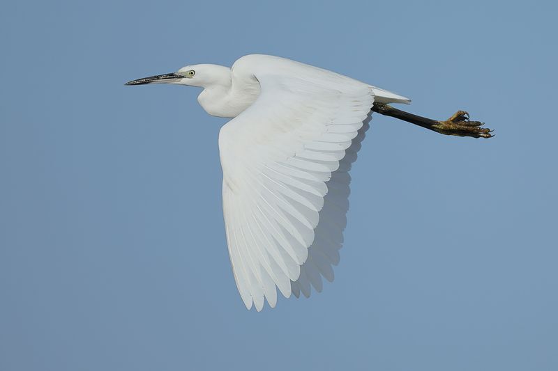 Little Egret (Egreta garzetta)