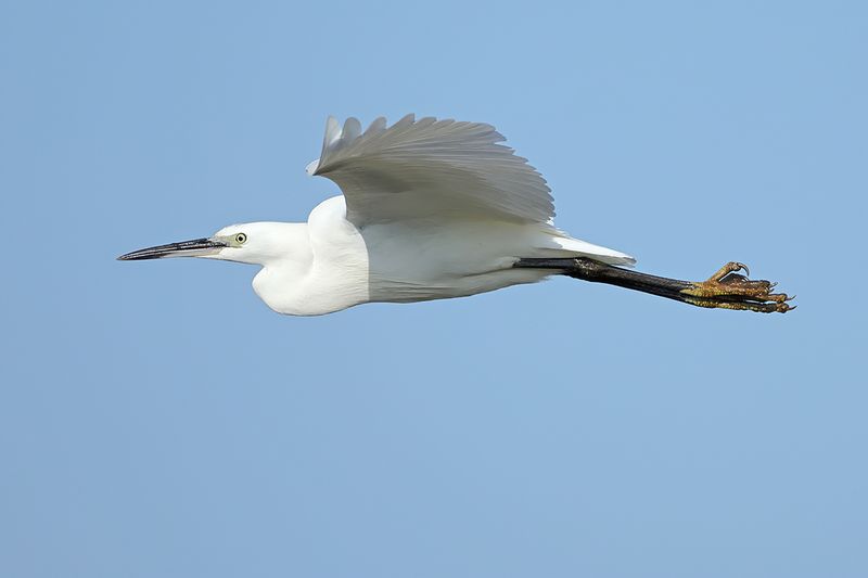 Little Egret (Egreta garzetta)