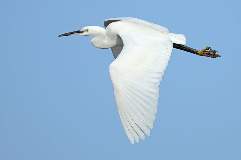 Little Egret (Egreta garzetta)