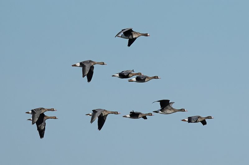 Greater white-fronted goose (Anser albifrons)