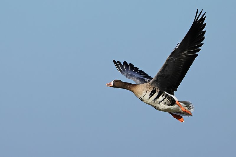 Greater white-fronted goose (Anser albifrons)