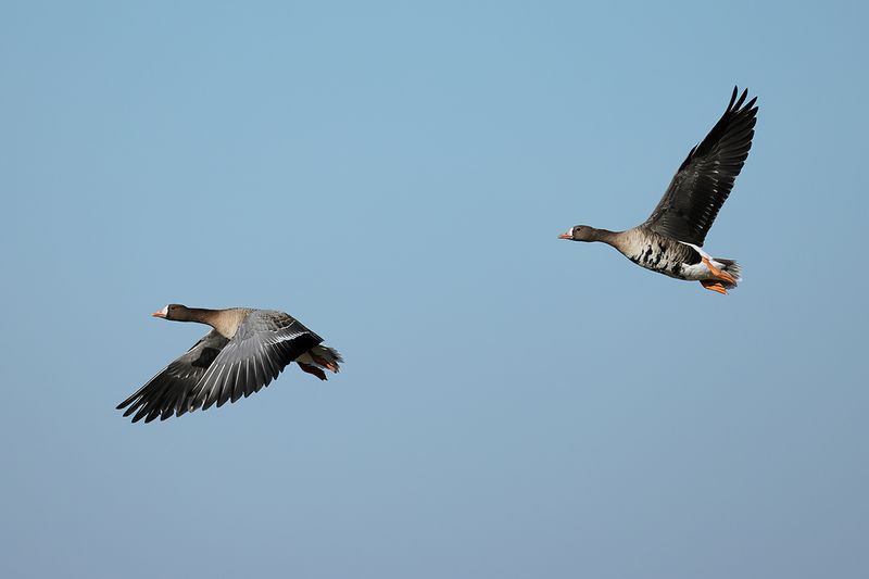 Greater white-fronted goose (Anser albifrons)