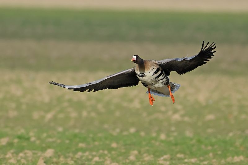 Gallery Greater White-fronted goose