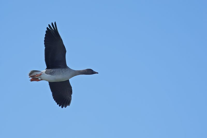Bean Goose (Anser fabalis)