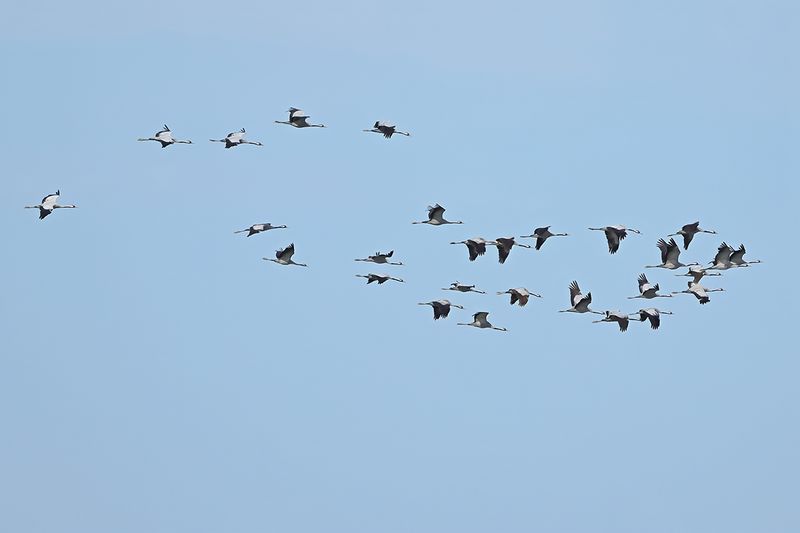 Eurasian Crane (Grus grus)