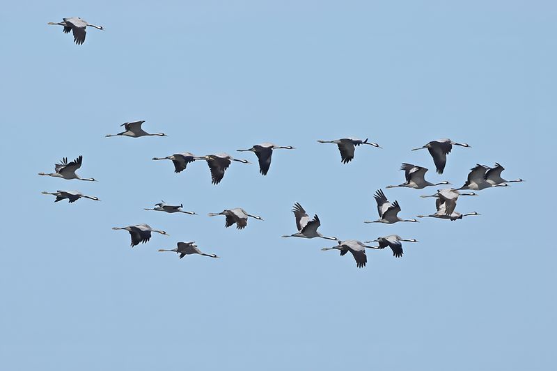 Eurasian Crane (Grus grus)