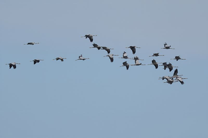 Eurasian Crane (Grus grus)