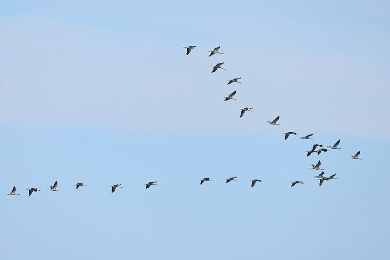 Eurasian Crane (Grus grus)