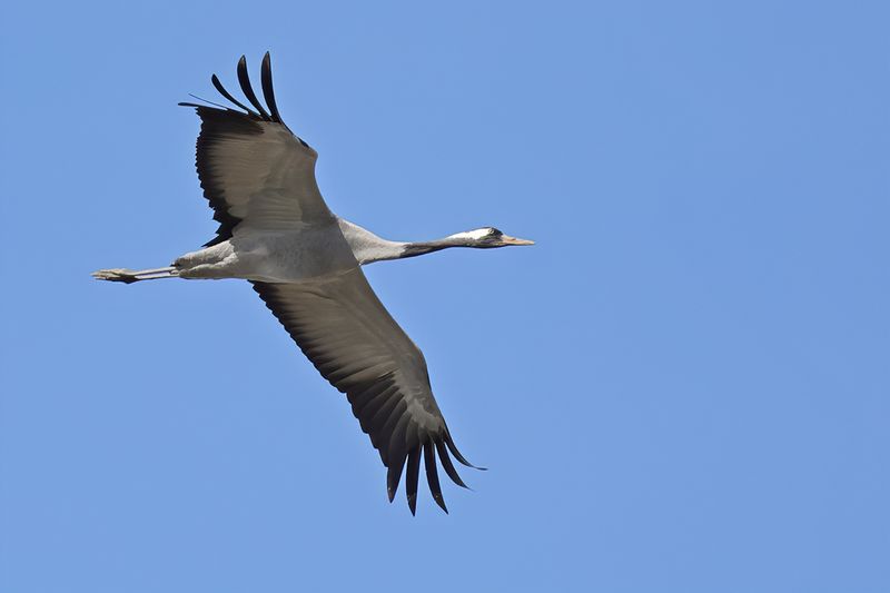 Eurasian Crane (Grus grus)
