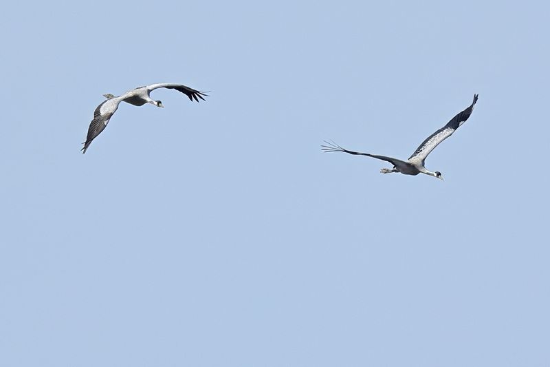Eurasian Crane (Grus grus)