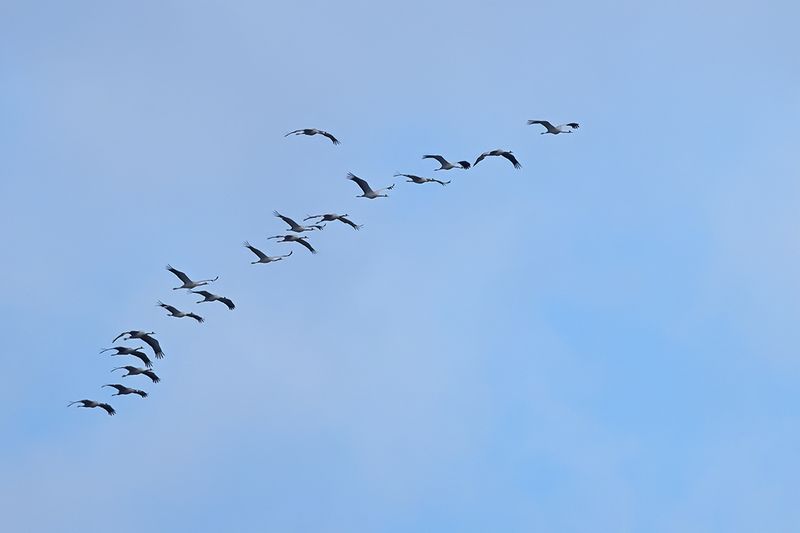 Eurasian Crane (Grus grus)