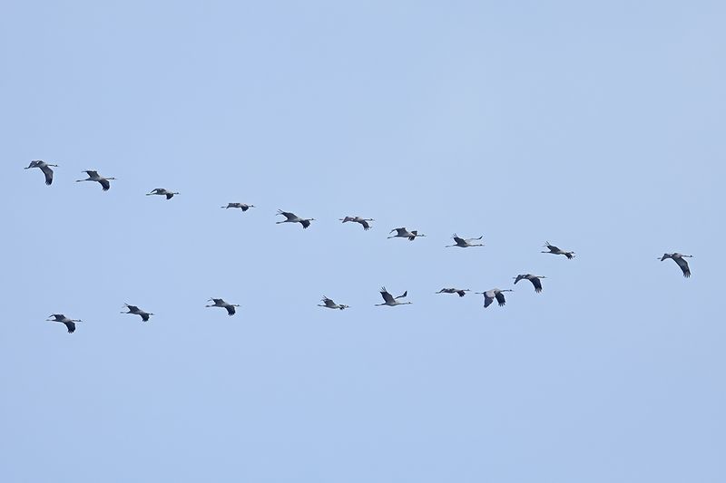 Eurasian Crane (Grus grus)