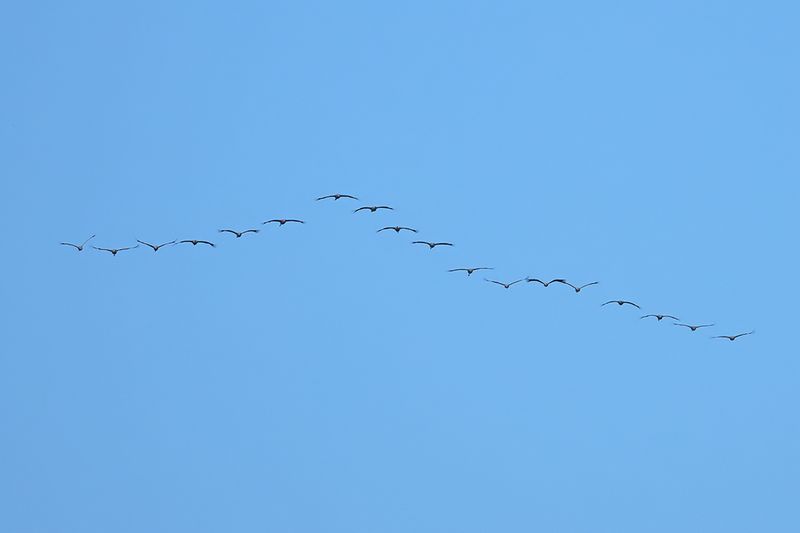 Eurasian Crane (Grus grus)