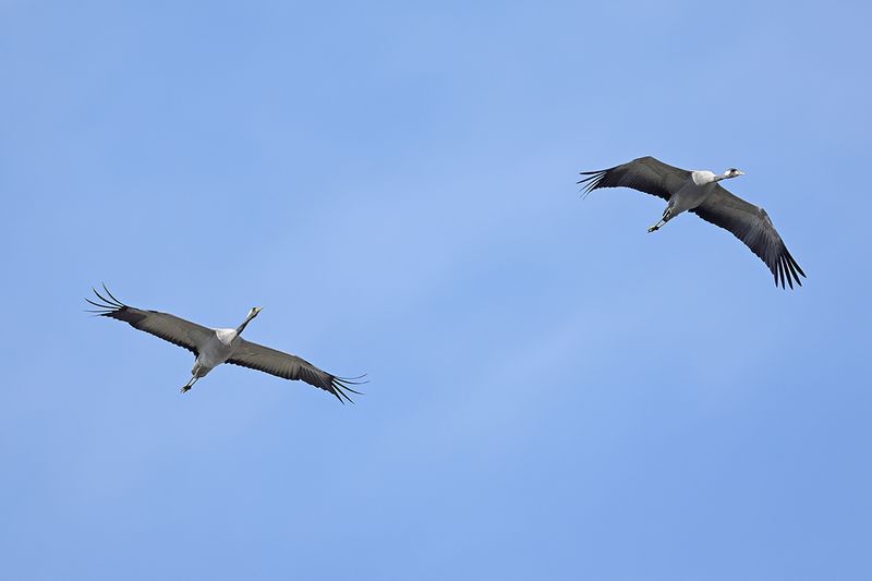 Eurasian Crane (Grus grus)