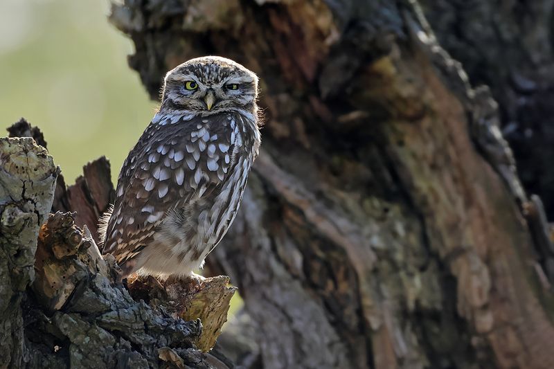 Little Owl (Athene noctua)