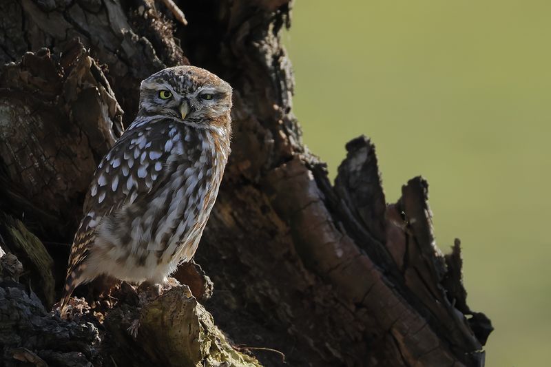 Little Owl (Athene noctua)