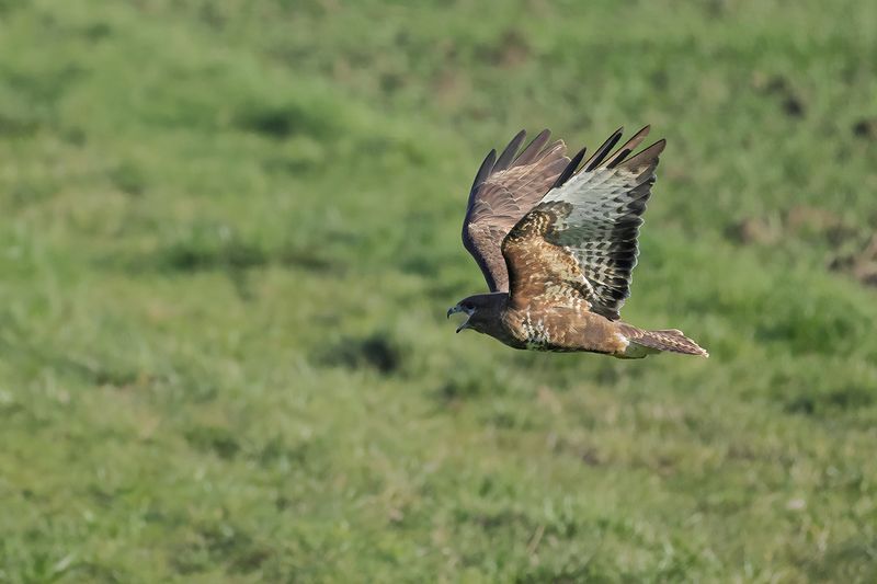 Common Buzzard (Buteo buteo) 