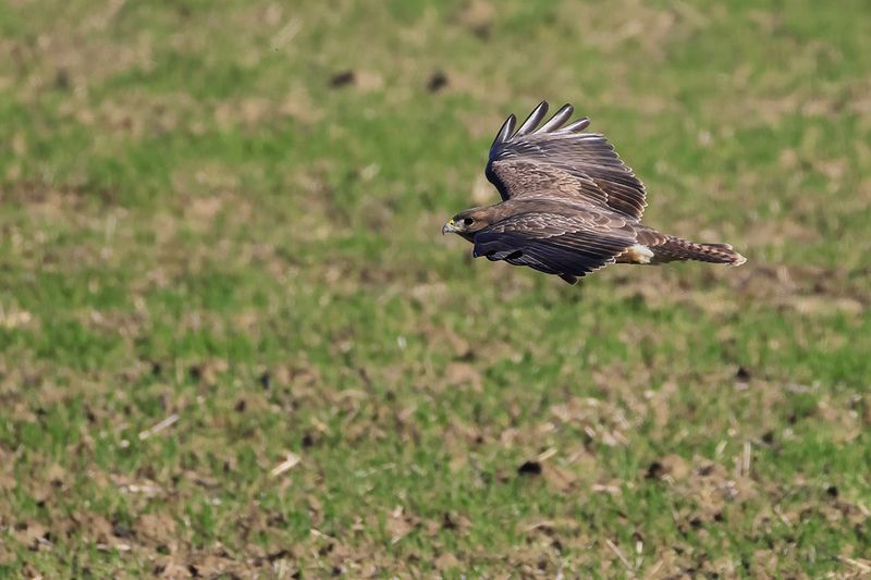 Common Buzzard (Buteo buteo) 