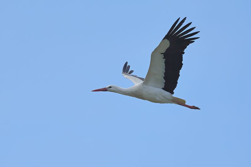 White Stork (Ciconia ciconia)