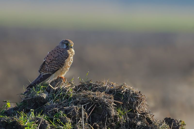 Common Kestrel (Falco tinnunculus)