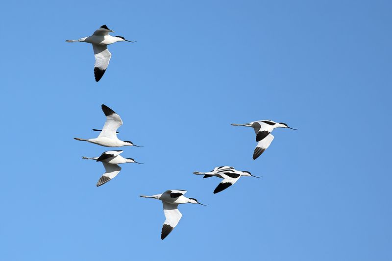 Pied avocet (Recurvirostra avosetta)