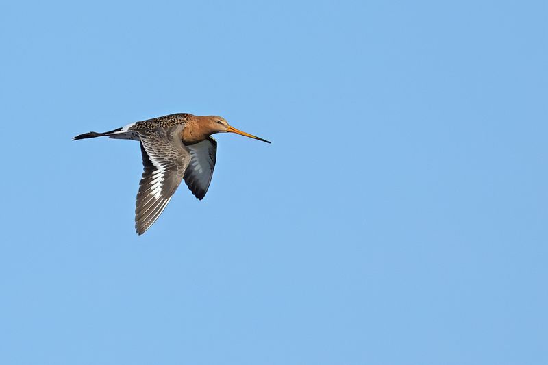Black-tailed Godwit (Limosa limosa)