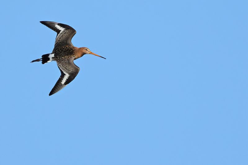 Black-tailed Godwit (Limosa limosa)