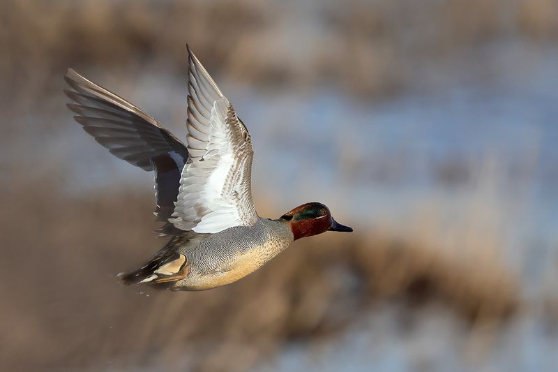 Common Teal (Anas crecca)