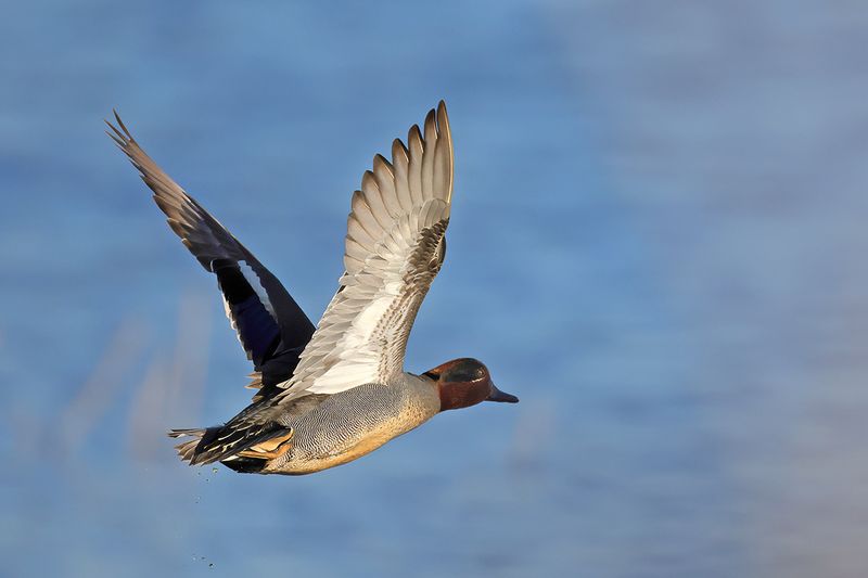 Common Teal (Anas crecca)