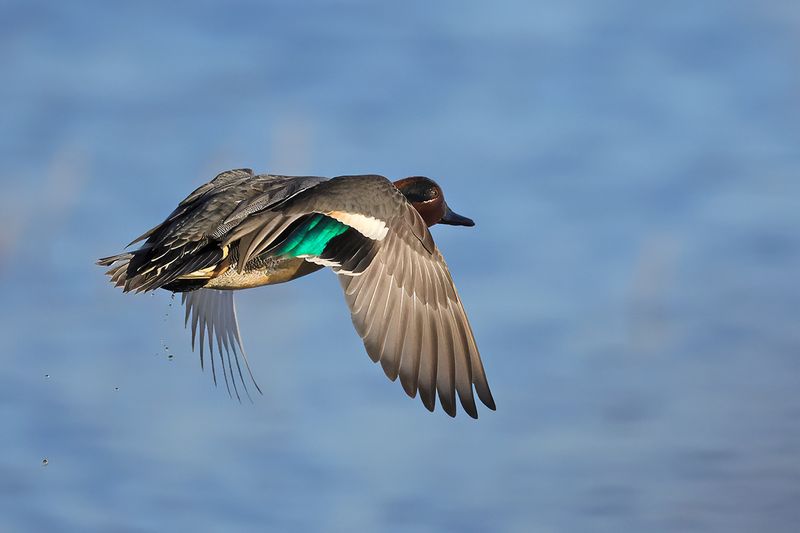 Common Teal (Anas crecca)