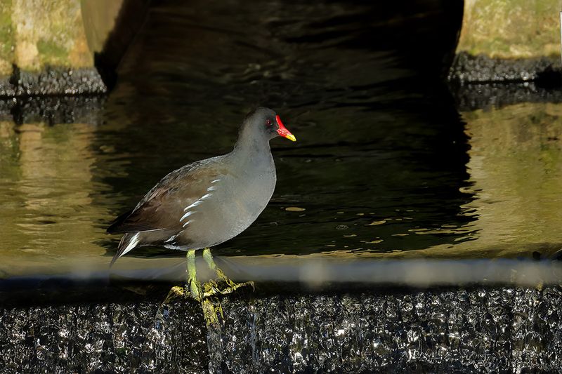 Common Moorhen (Gallinula chloropus) 