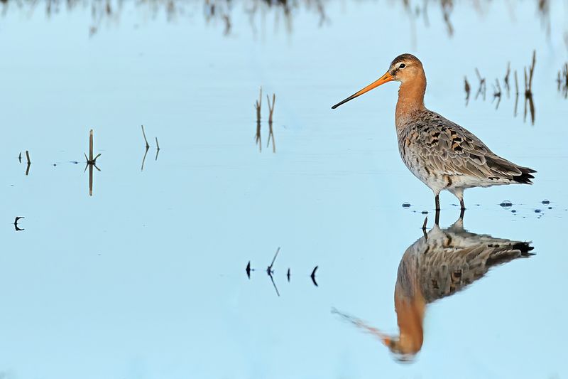 Black-tailed Godwit (Limosa limosa)