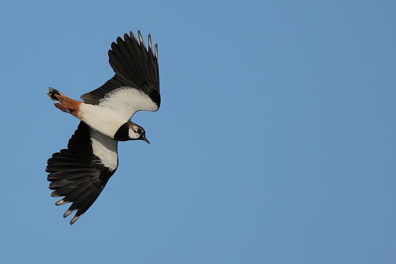 Northern Lapwing (Vanellus vanellus)