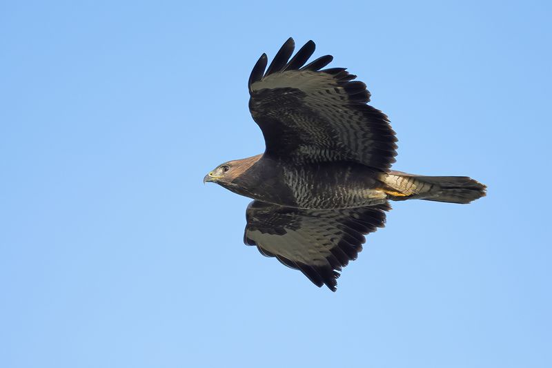 Common Buzzard (Buteo buteo) 