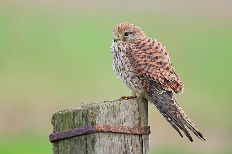 Common Kestrel (Falco tinnunculus)