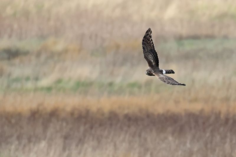 Hen Harrier (Circus cyaneus)